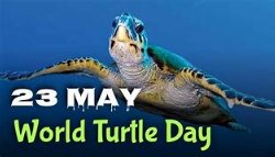 World turtle day